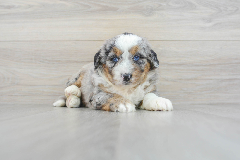 Hypoallergenic Bernadoodle Poodle Mix Puppy