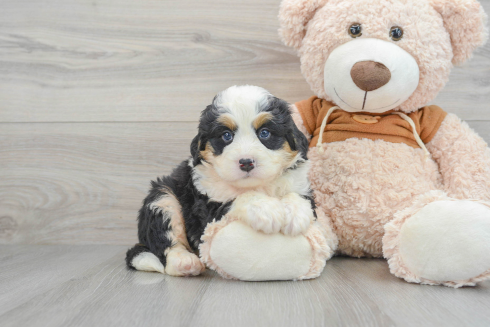 Smart Mini Bernedoodle Poodle Mix Pup