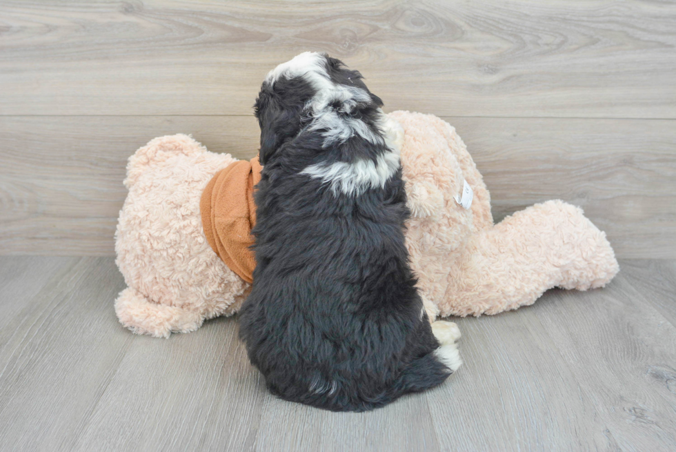 Mini Bernedoodle Puppy for Adoption