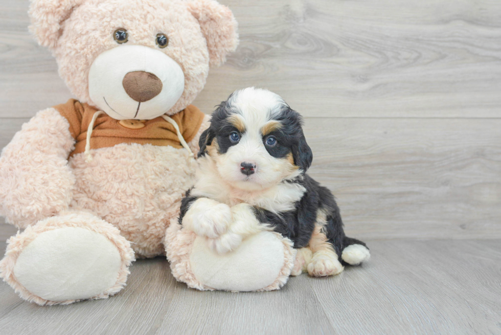Fluffy Mini Bernedoodle Poodle Mix Pup