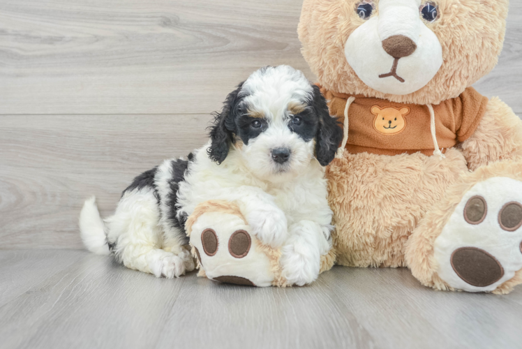 Happy Mini Bernedoodle Baby