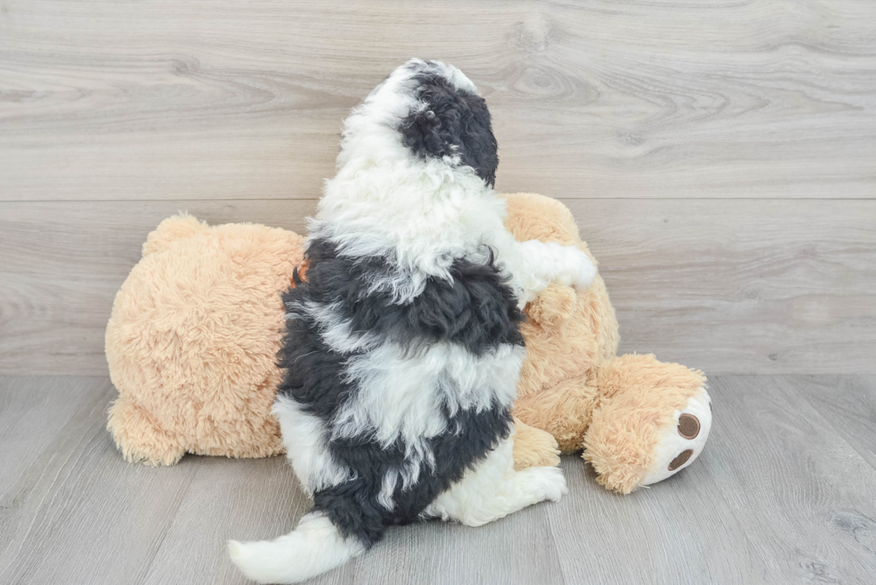 Happy Mini Bernedoodle Baby