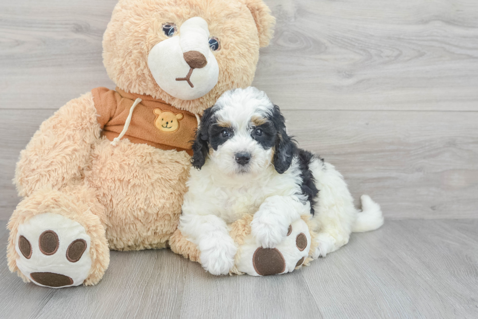 Best Mini Bernedoodle Baby