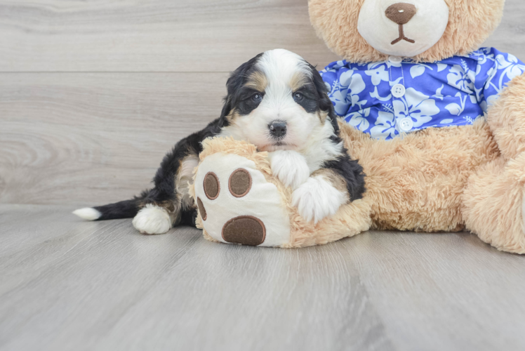 Best Mini Bernedoodle Baby