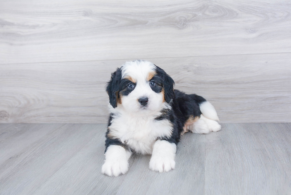 Happy Mini Bernedoodle Baby