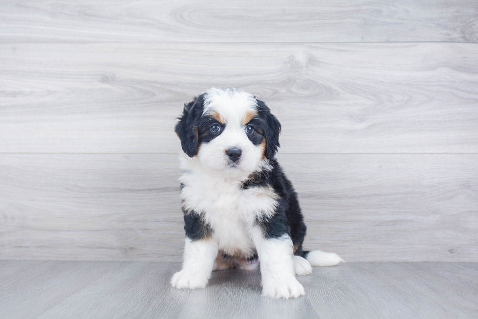 Happy Mini Bernedoodle Baby