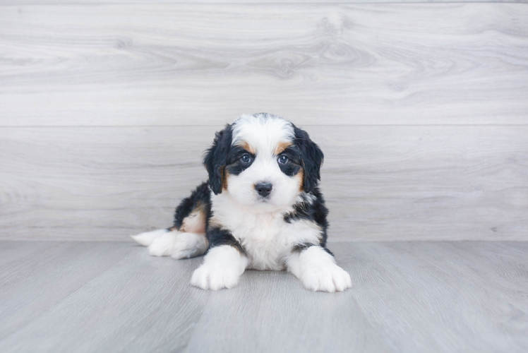 Mini Bernedoodle Puppy for Adoption