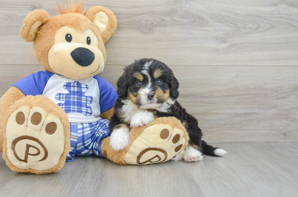 6 week old Mini Bernedoodle Puppy For Sale - Premier Pups