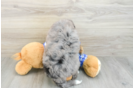 Mini Bernedoodle Puppy for Adoption