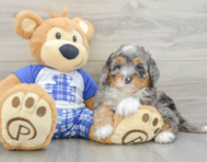 7 week old Mini Bernedoodle Puppy For Sale - Premier Pups