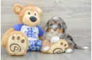 Best Mini Bernedoodle Baby