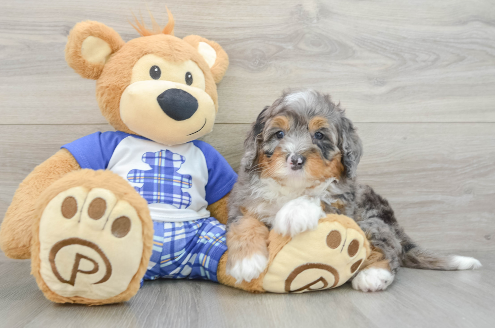 5 week old Mini Bernedoodle Puppy For Sale - Premier Pups