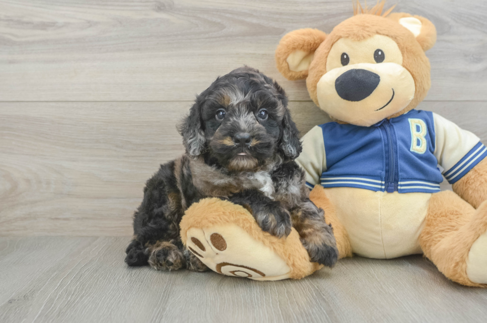 5 week old Mini Bernedoodle Puppy For Sale - Premier Pups