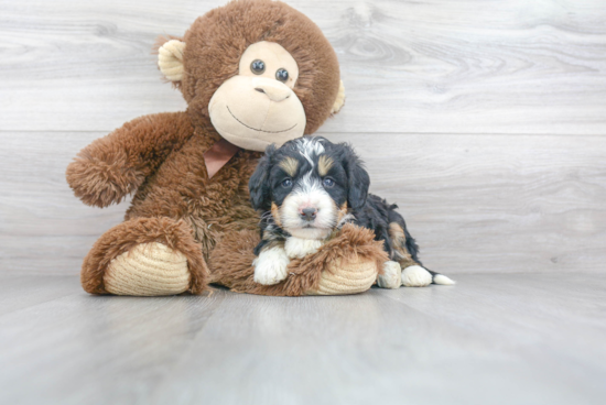 Funny Mini Bernedoodle Poodle Mix Pup