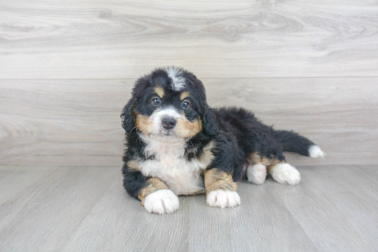 Mini Bernedoodle Puppy for Adoption