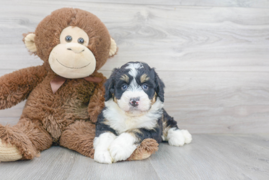 Mini Bernedoodle Pup Being Cute