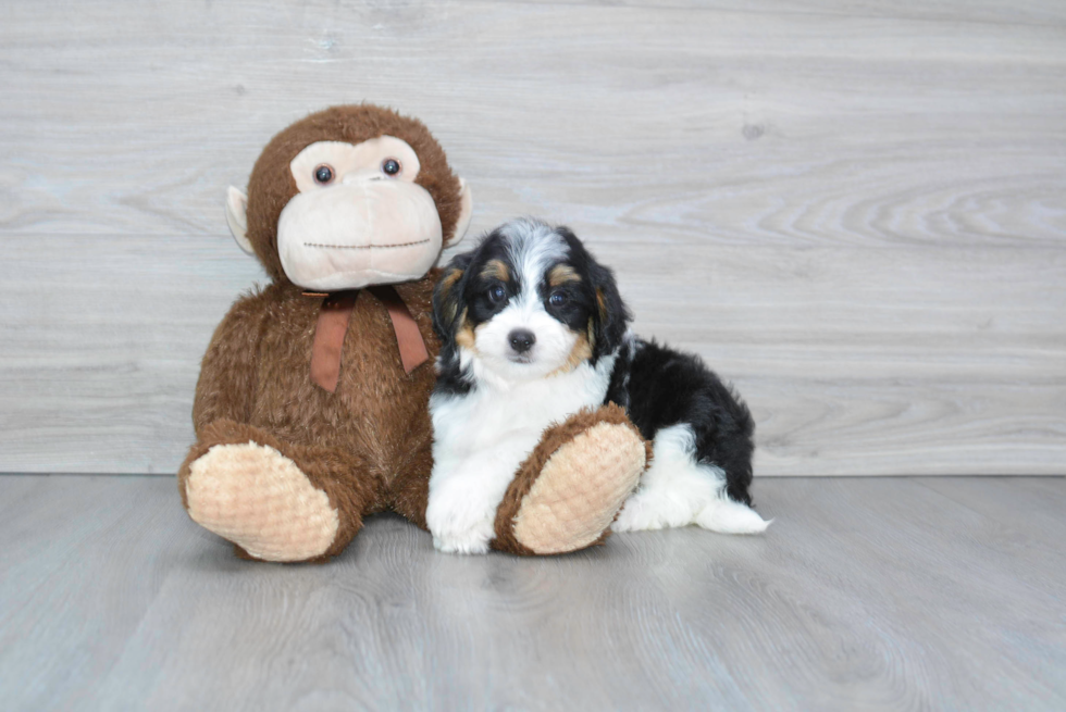 Best Mini Bernedoodle Baby