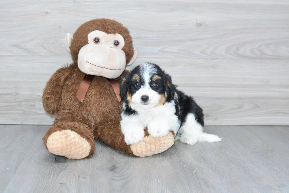 Mini Bernedoodle Puppy for Adoption