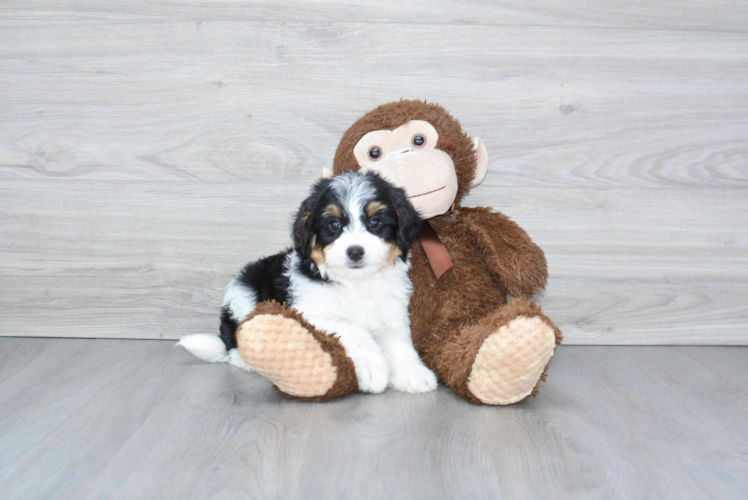 Sweet Mini Bernedoodle Baby