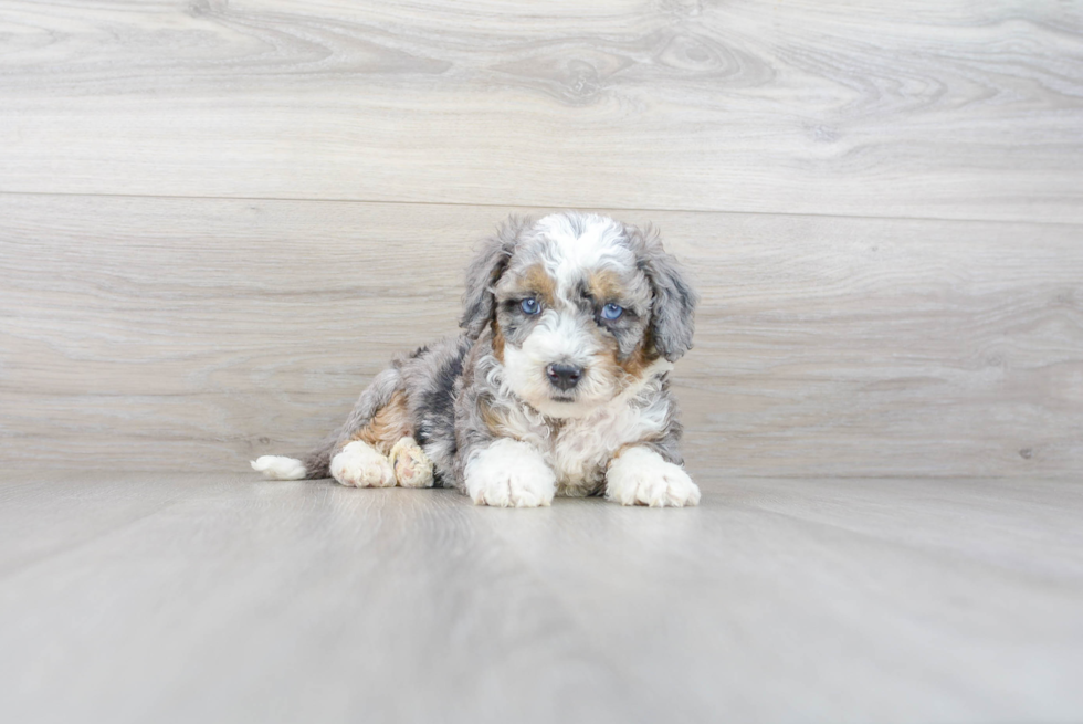 Happy Mini Bernedoodle Baby