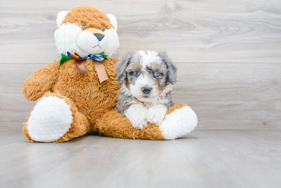 Happy Mini Bernedoodle Baby