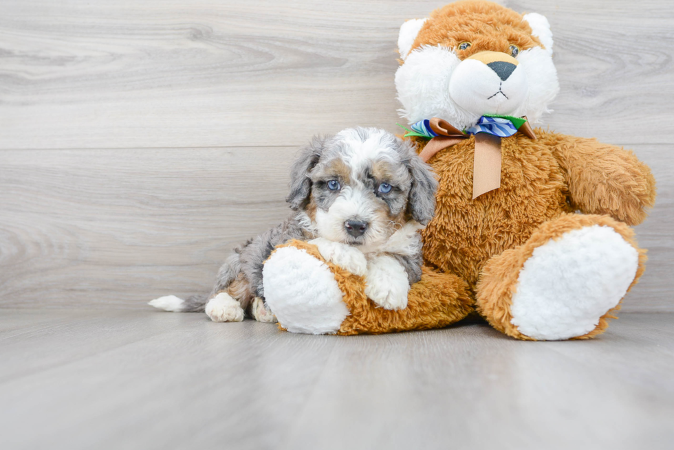 Mini Bernedoodle Puppy for Adoption