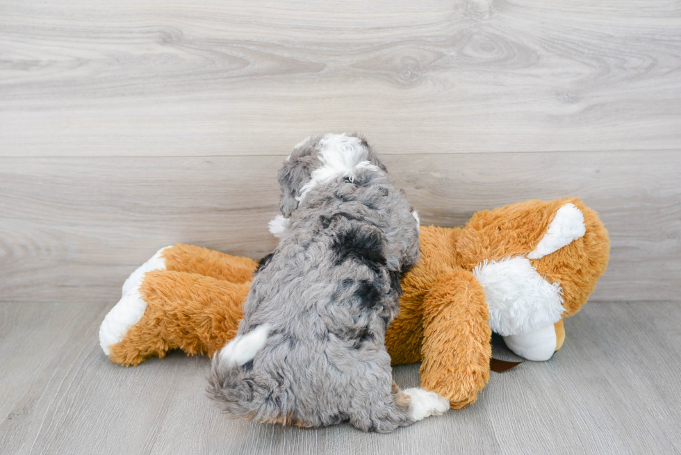 Small Mini Bernedoodle Baby