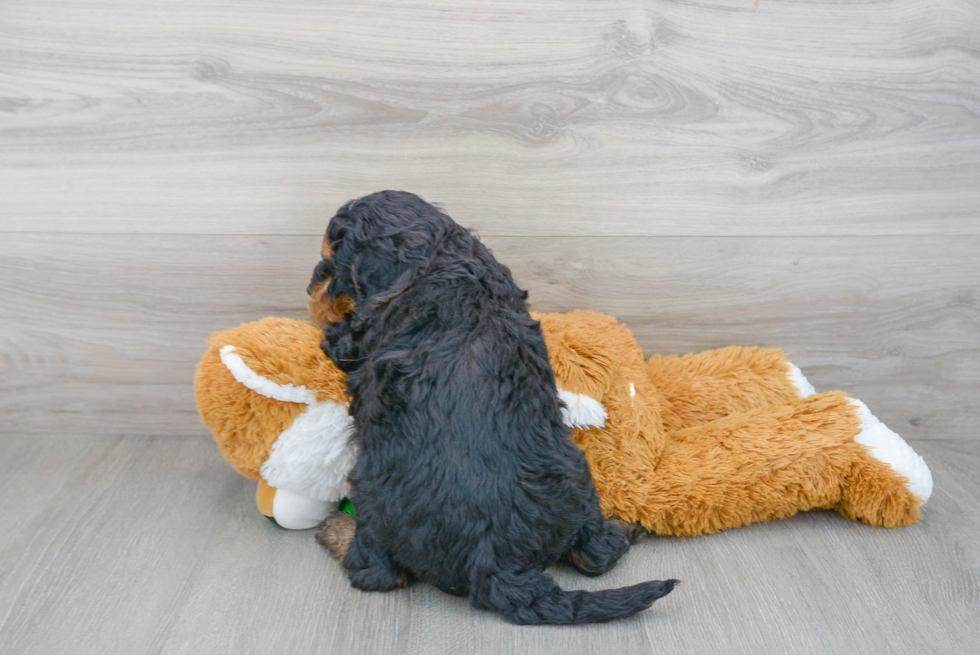 Hypoallergenic Bernadoodle Poodle Mix Puppy