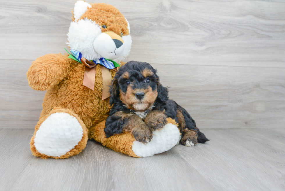 Smart Mini Bernedoodle Poodle Mix Pup