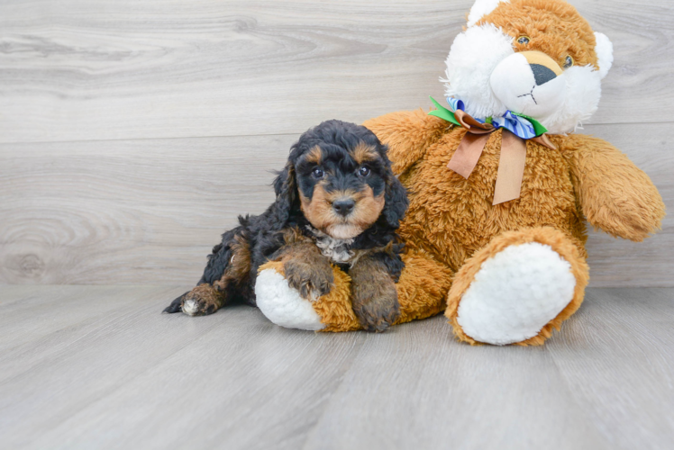 Small Mini Bernedoodle Baby