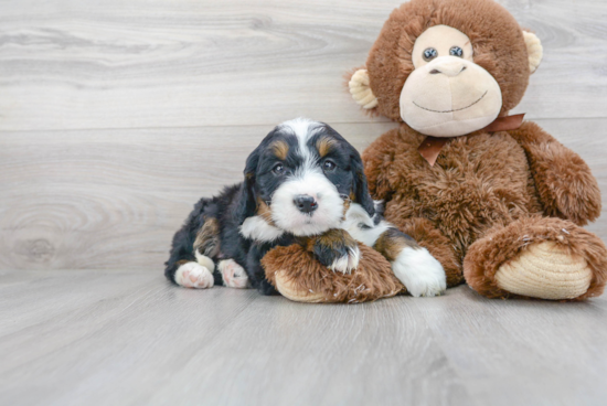 Petite Mini Bernedoodle Poodle Mix Pup