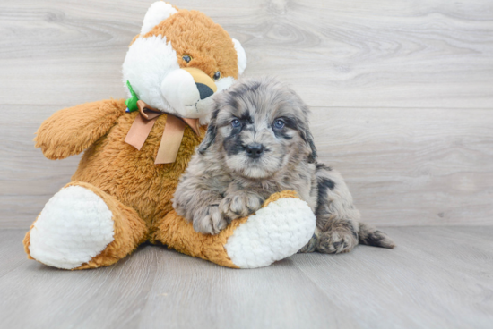 Best Mini Bernedoodle Baby