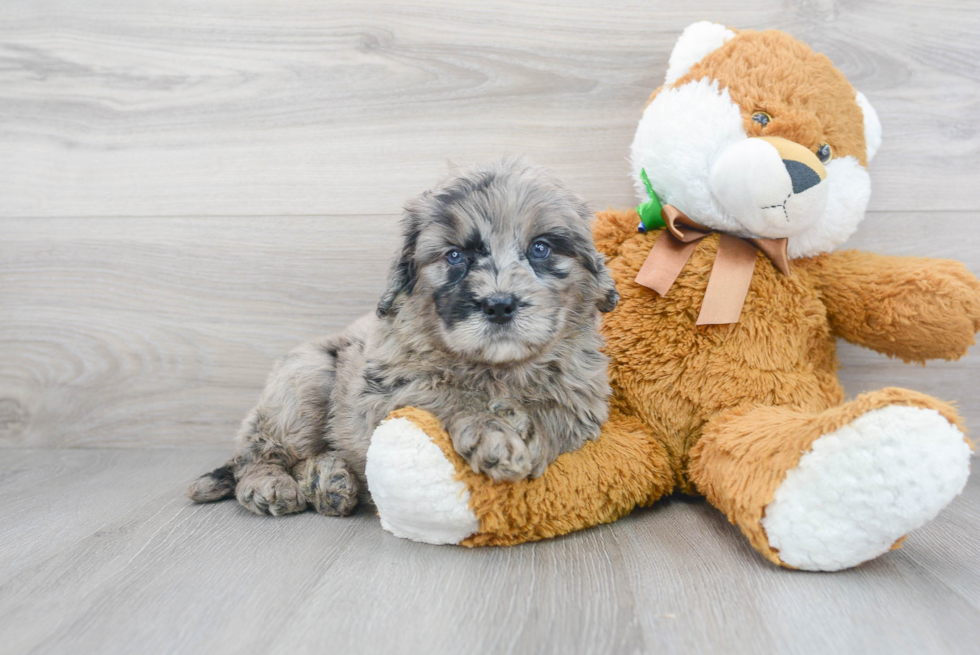 Energetic Bernadoodle Poodle Mix Puppy