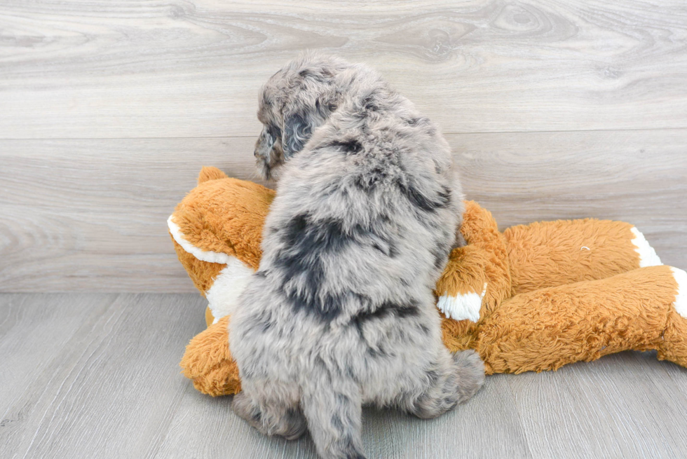 Sweet Mini Bernedoodle Baby