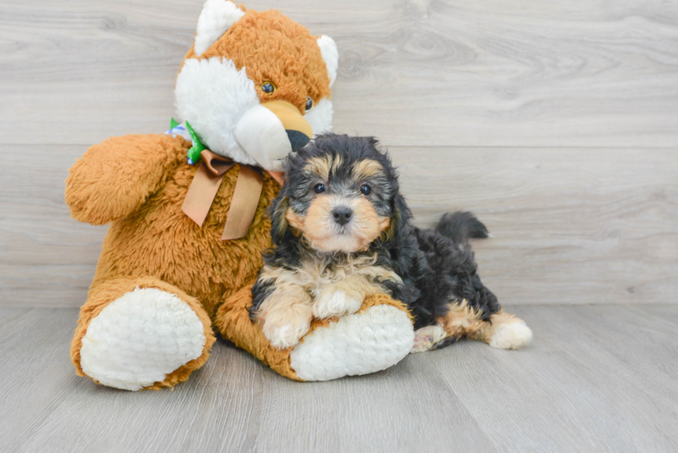 Energetic Bernadoodle Poodle Mix Puppy