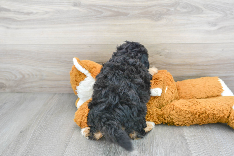 Best Mini Bernedoodle Baby