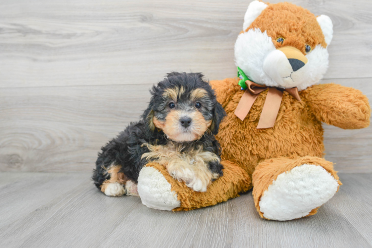 Smart Mini Bernedoodle Poodle Mix Pup