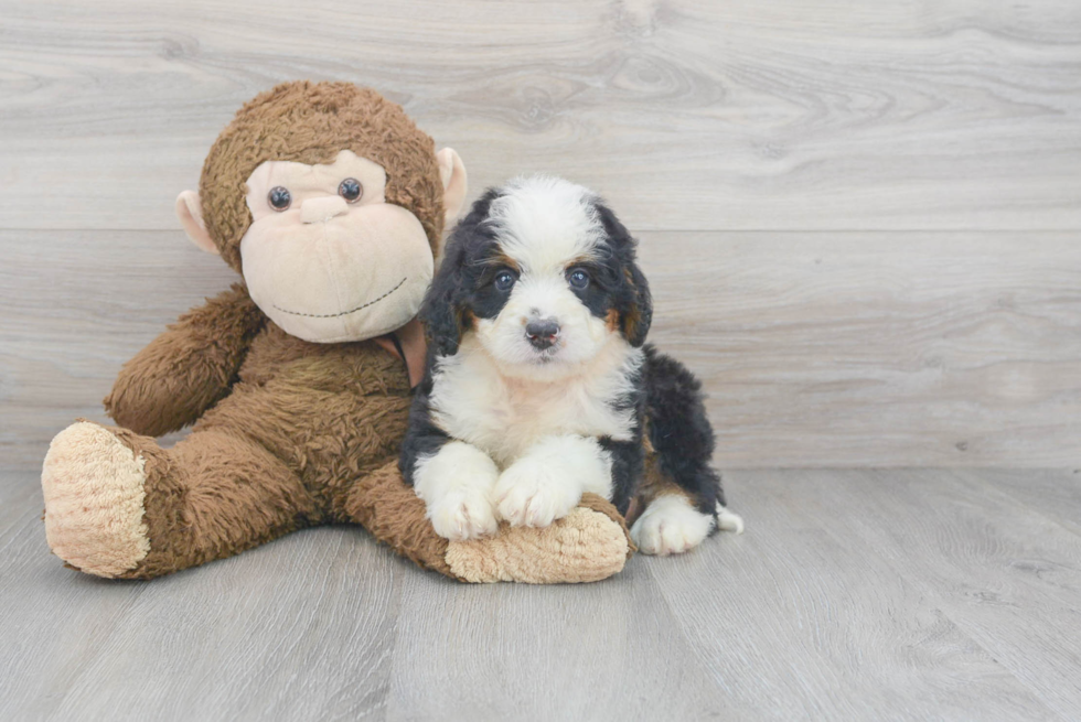 Mini Bernedoodle Pup Being Cute