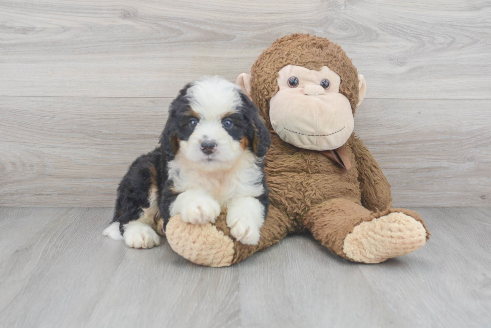 Mini Bernedoodle Puppy for Adoption