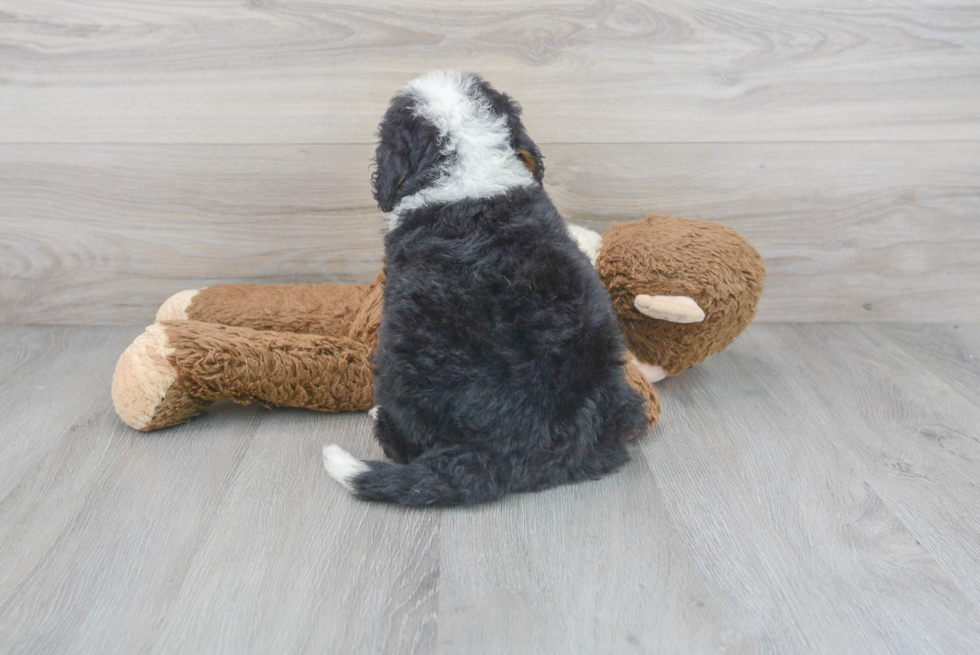 Petite Mini Bernedoodle Poodle Mix Pup