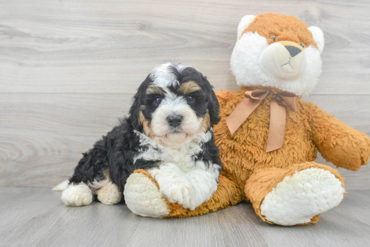 Mini Bernedoodle Pup Being Cute