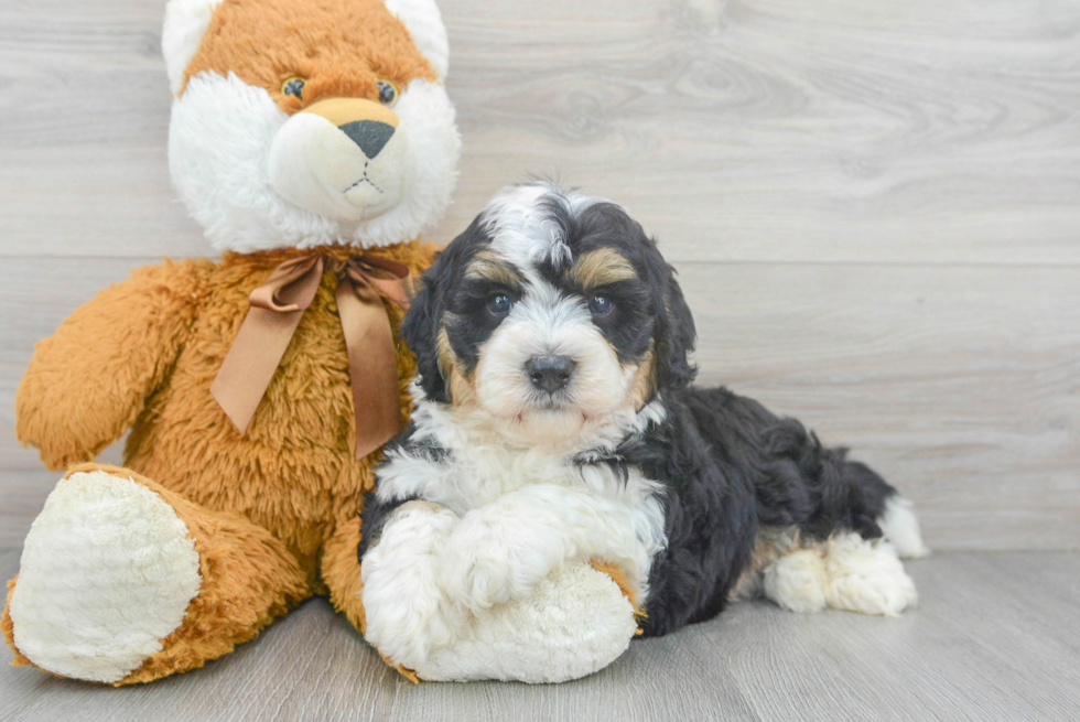 Best Mini Bernedoodle Baby