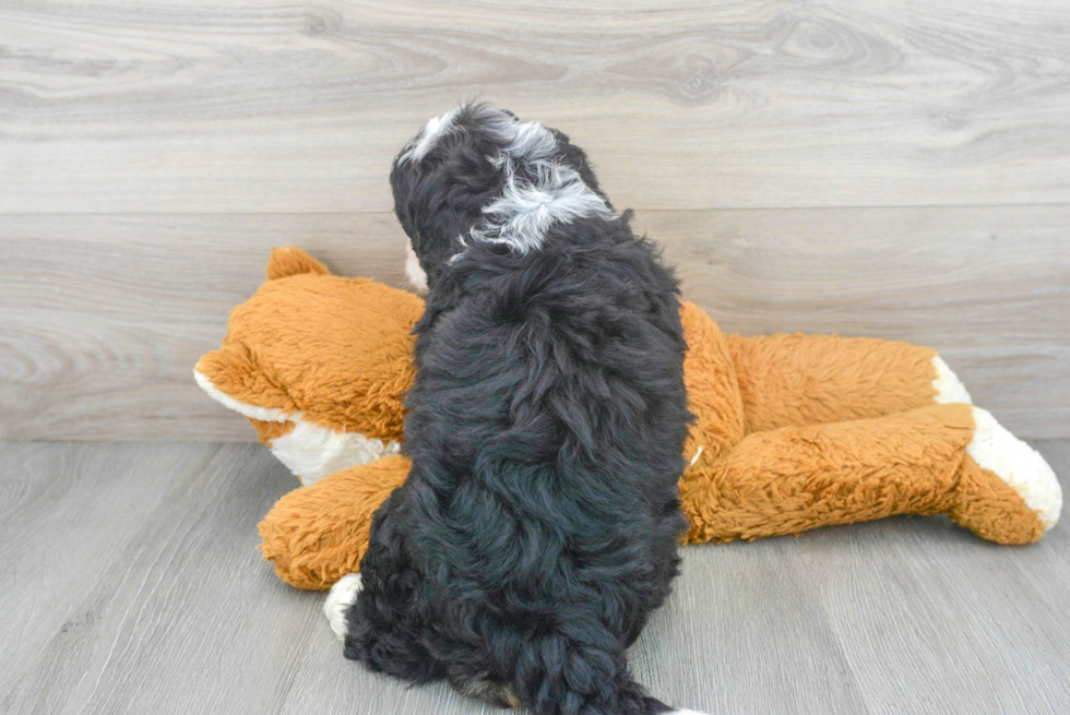 Playful Mini Berniedoodle Poodle Mix Puppy