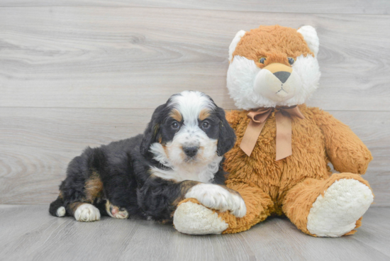 Small Mini Bernedoodle Baby