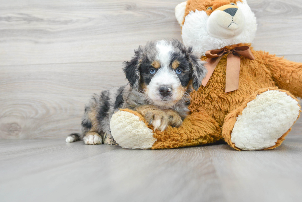 Smart Mini Bernedoodle Poodle Mix Pup