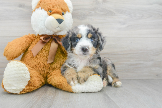 Mini Bernedoodle Puppy for Adoption