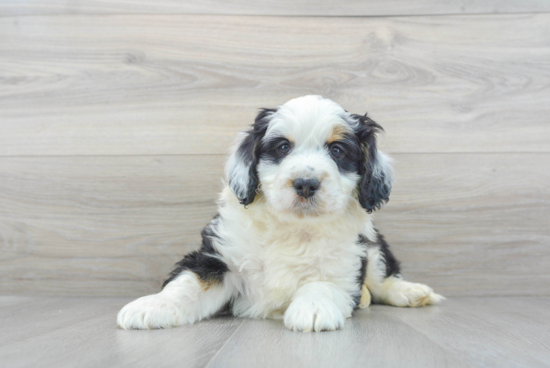 Playful Mini Berniedoodle Poodle Mix Puppy