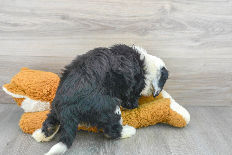 Mini Bernedoodle Puppy for Adoption