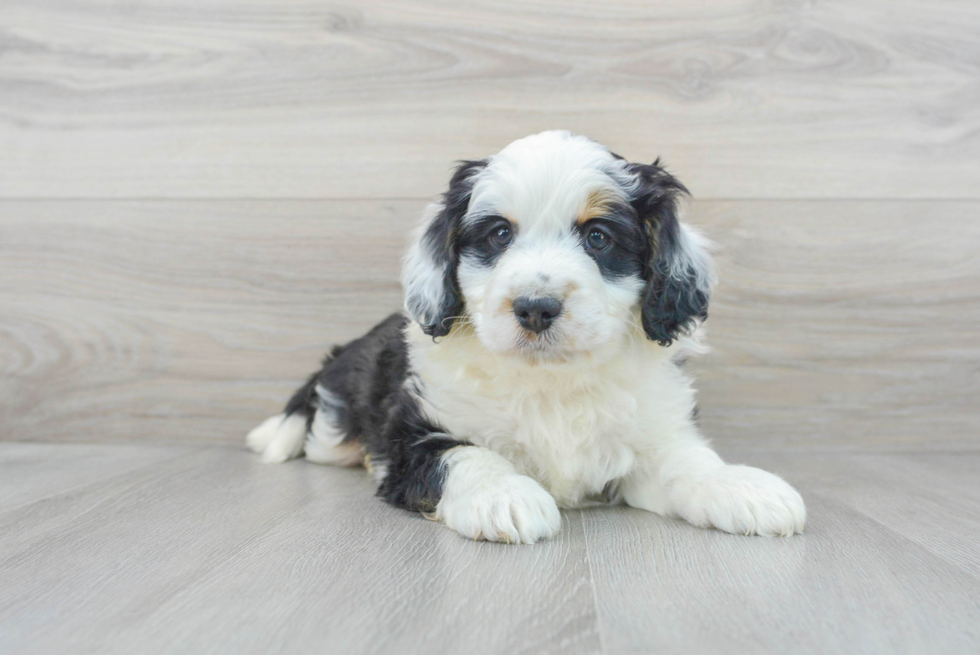 Mini Bernedoodle Puppy for Adoption