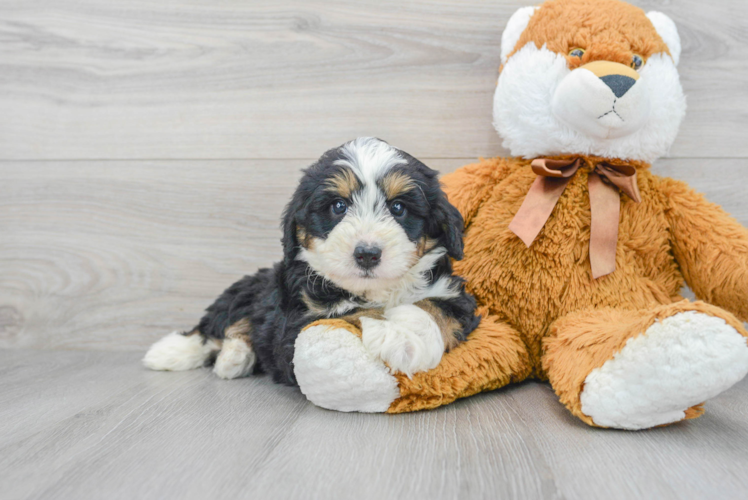 Energetic Bernadoodle Poodle Mix Puppy